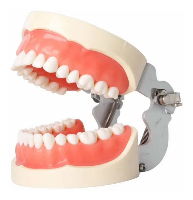 TIPODONTO TIPO NISSI ADULTO DYMA DM-200