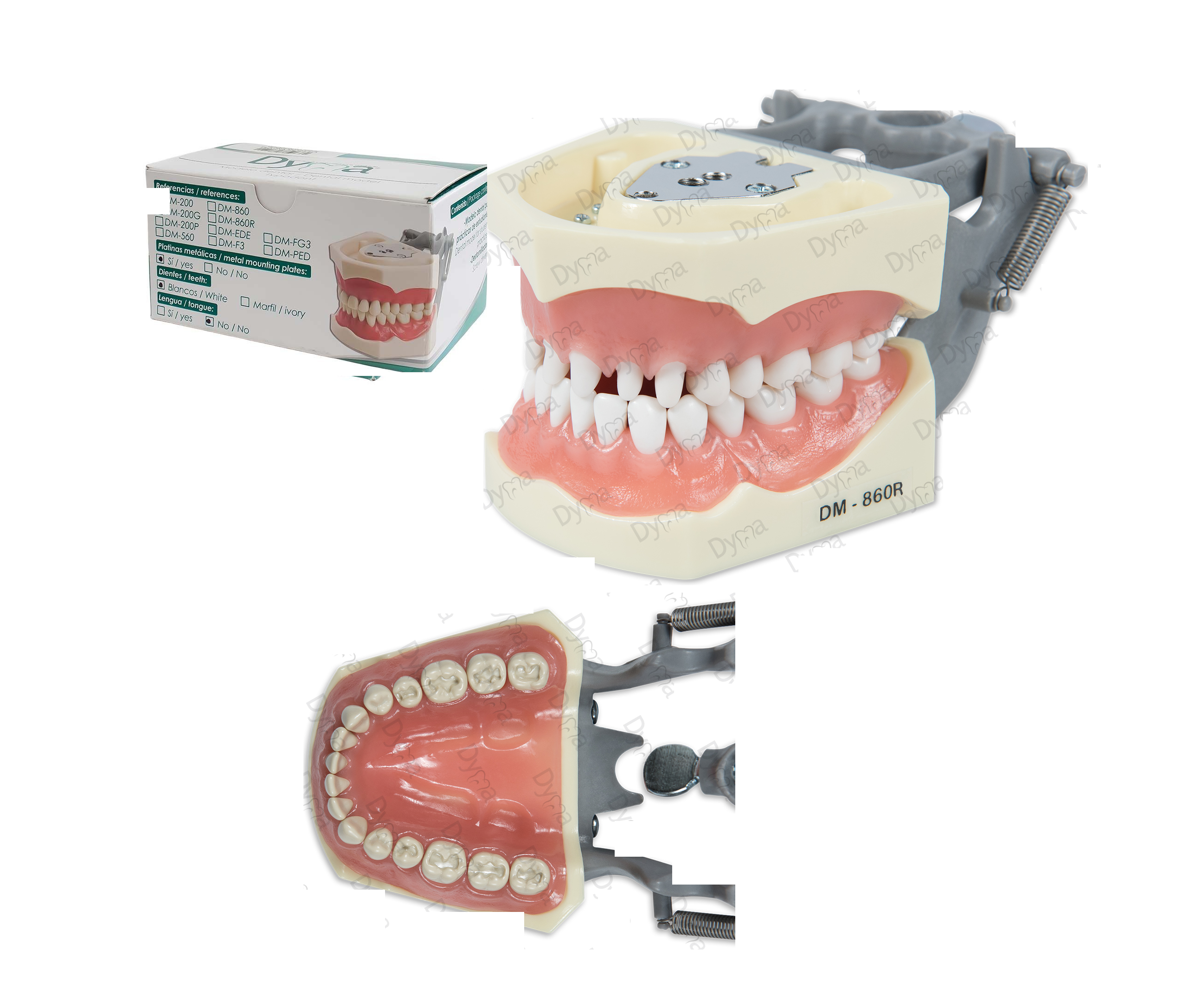 TIPODONTO TIPO NISSI ADULTO DYMA DM-860R