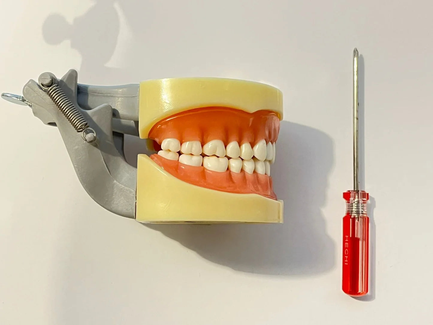 TIPODONTO TIPO NISSI ADULTO DYMA DM-860