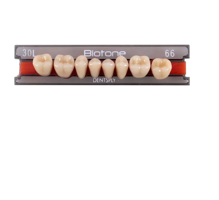 Tienda DDC - DENTSPLY - RESTA - Tablilla Dientes Resina BITONE Dentsply Posterior | TiendaDDC.com