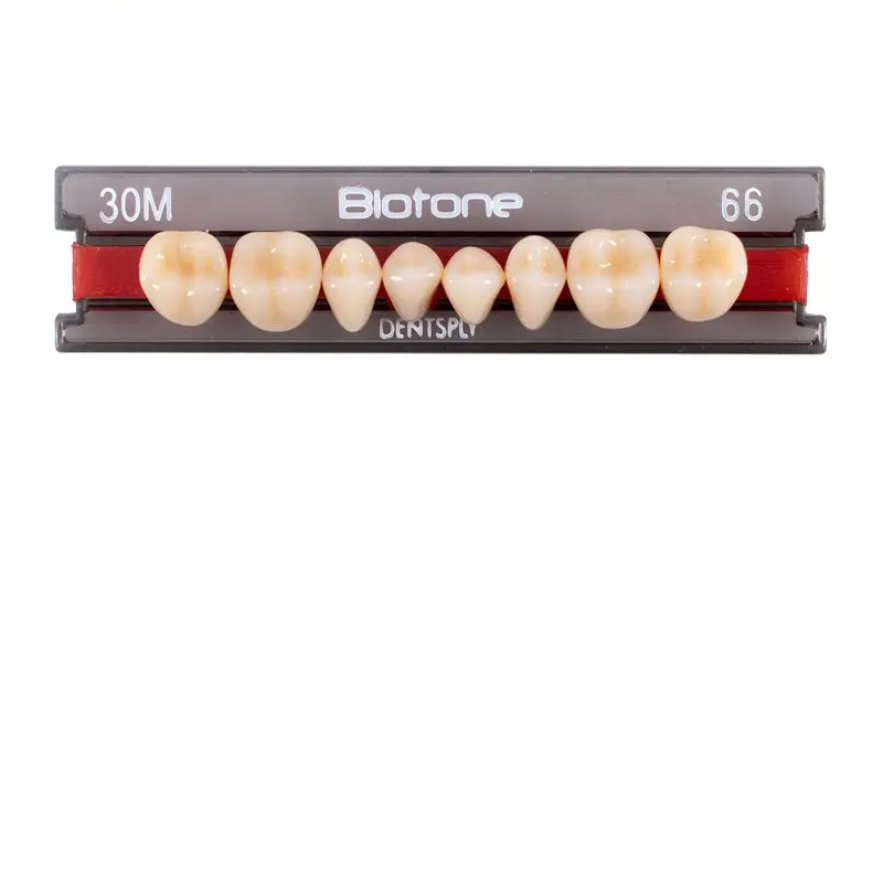 5010000182618 - DENTSPLY - RESTA - Tablilla Dientes Resina BIOTONE Dentsply Posterior | TiendaDDC.com