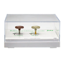 Kit Twist De Pulido Profesional Resina Dental 2 Pasos JOTA 1971
