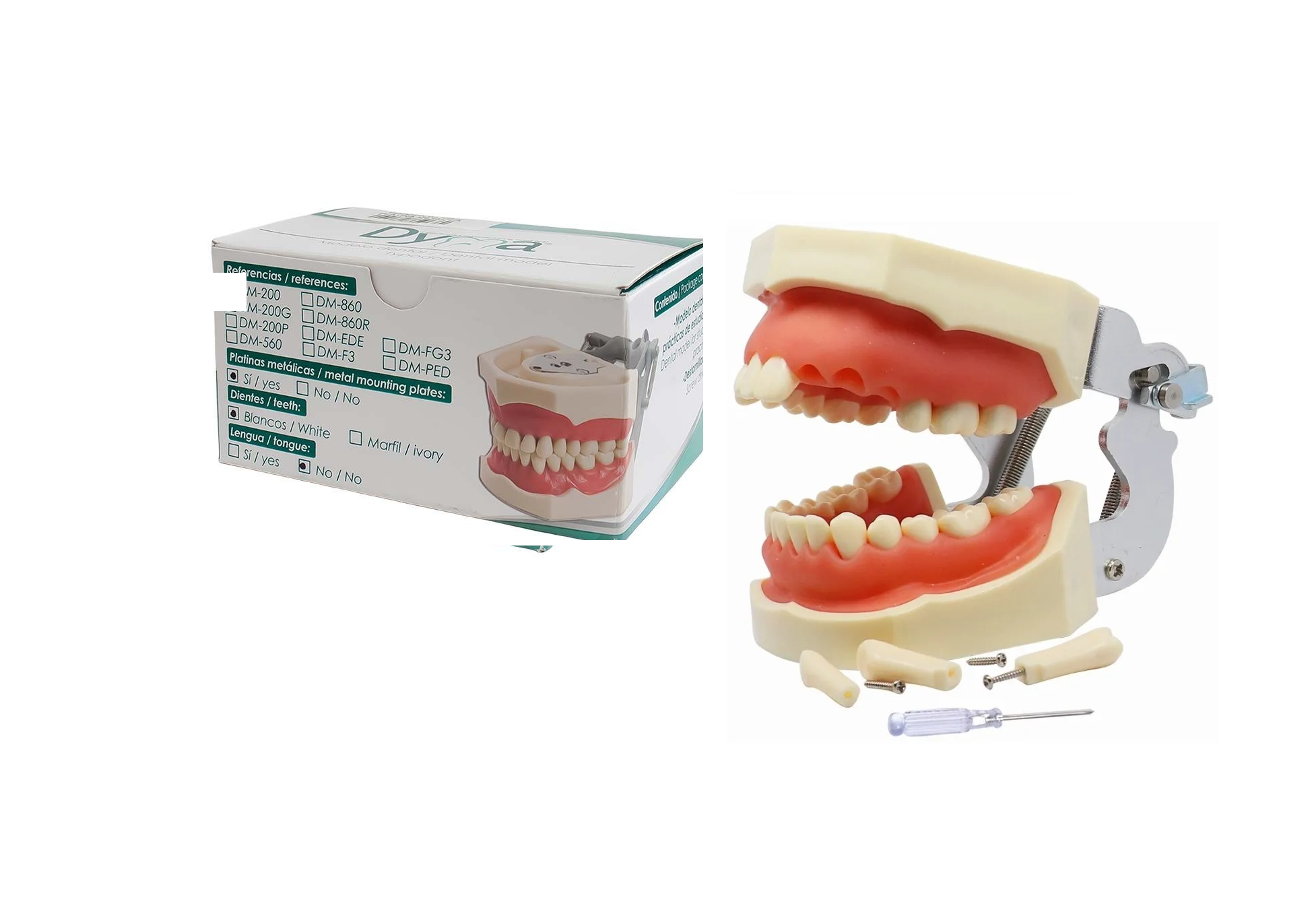 TIPODONTO TIPO NISSI ADULTO DYMA DM-200
